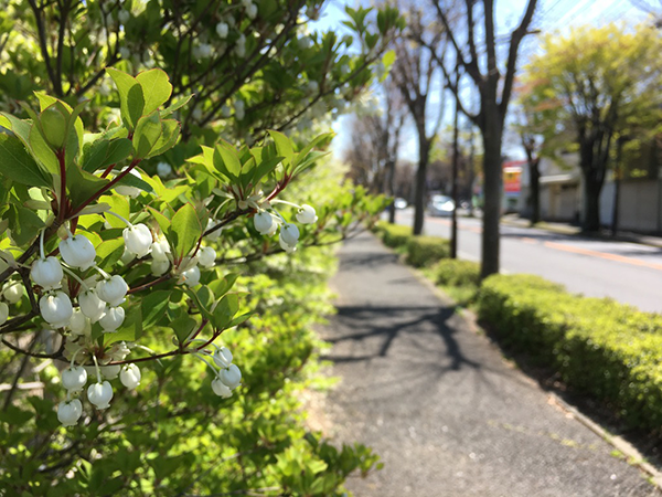 通りに植えられた街路樹