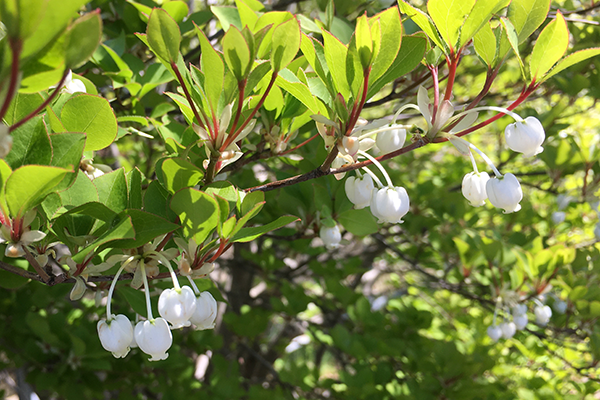 ドウダンツツジの花