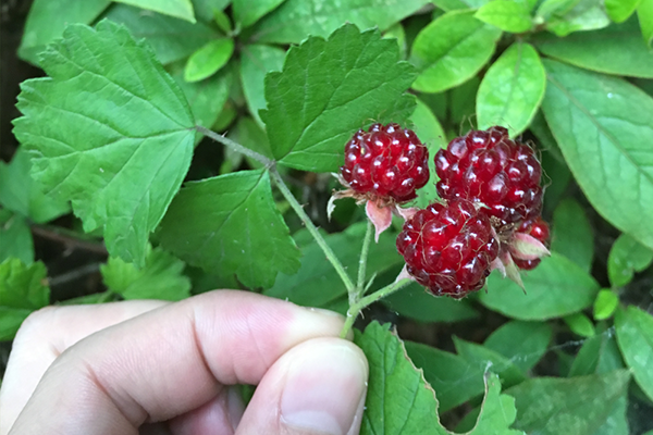 苗代イチゴ、よく見るといろんな植物が花を咲かせたり身をつけたりしてる