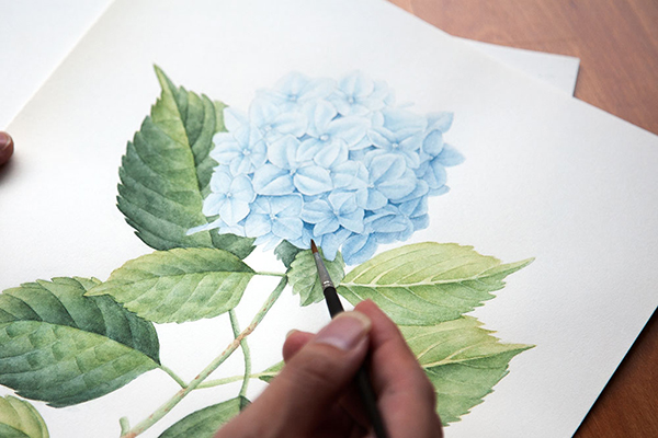 ふとしたきっかけで植物画を書き始める