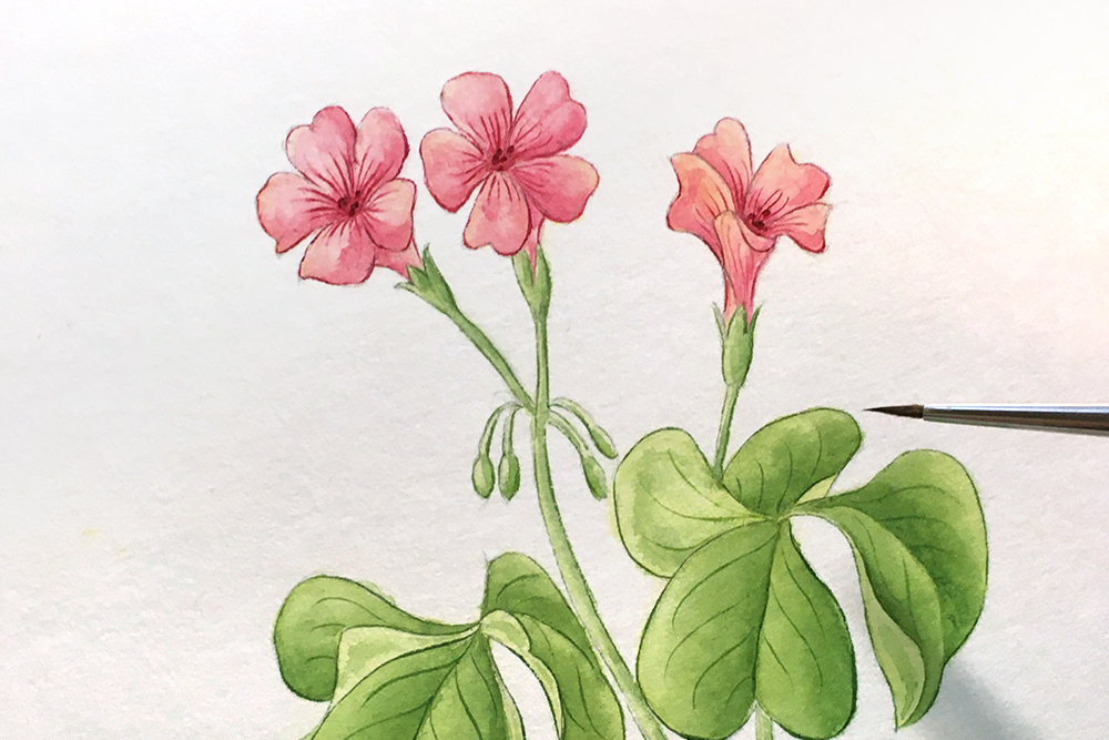 簡単な花の描き方（水彩画メイキング）