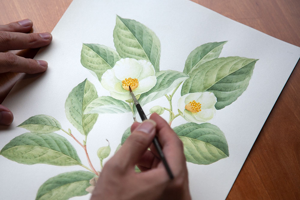 絵の具の層を重ねて書いていくボタニカルアート