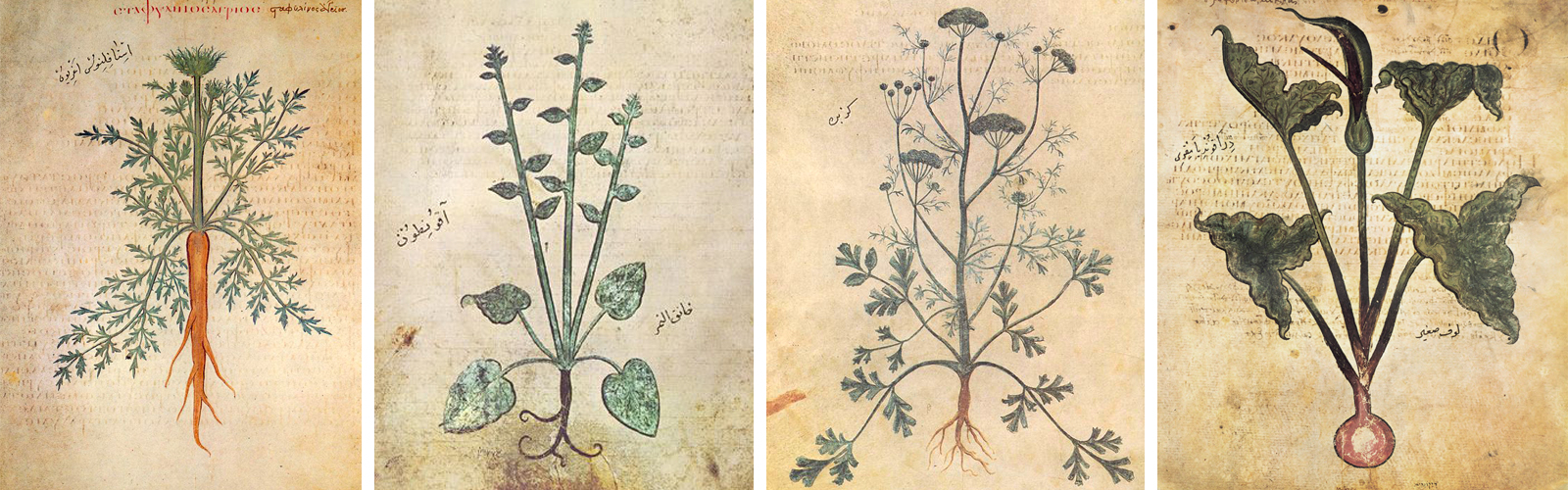 植物の種類を見分けるために描かれていた