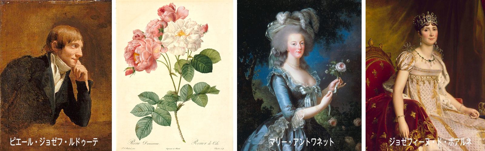美しい薔薇を描くルドゥーテと貴族たち