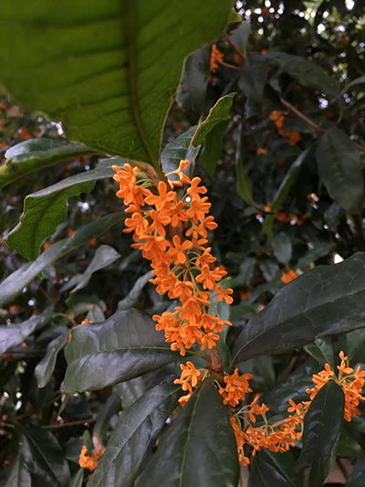 金木犀の花