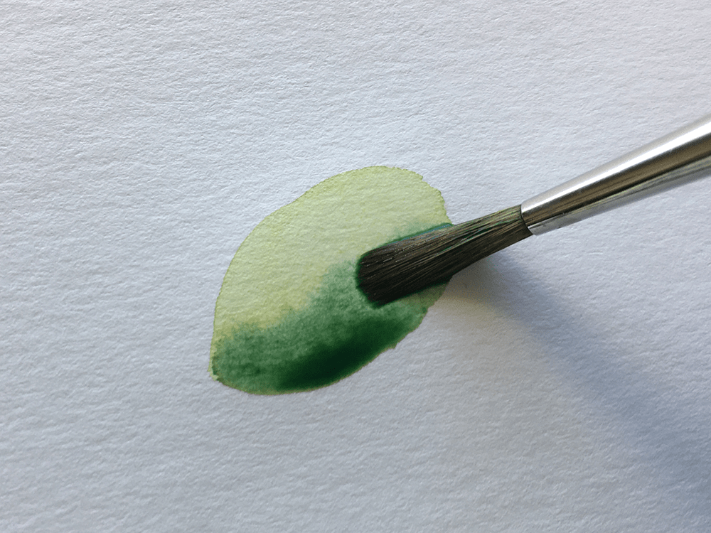 濃いグリーンで実の下部分を描き陰影を表現する
