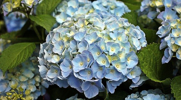 紫陽花に愛する人の名前をつけた