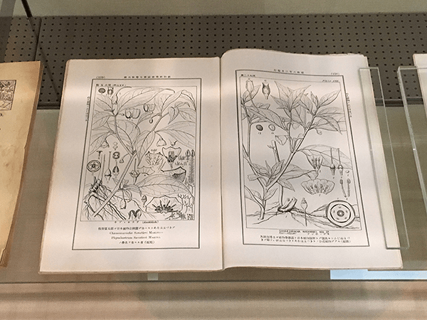 植物の詳細が書かれています