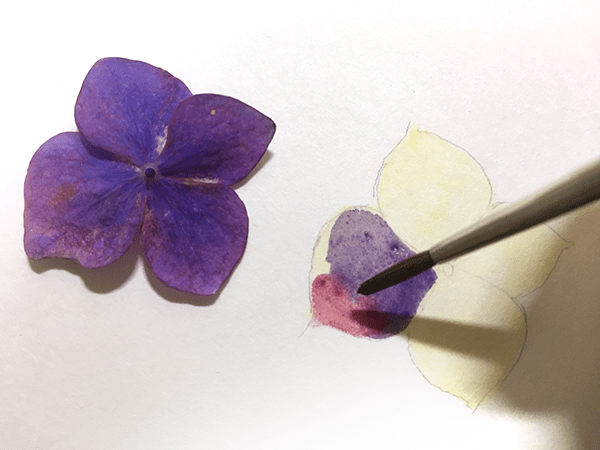 作った2色の紫で花びらを塗る