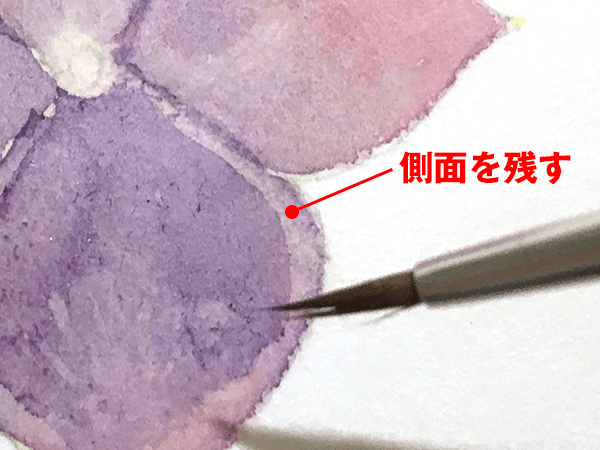 花びらの側面(厚み)を残す