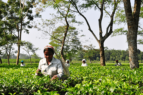 インドでお茶の栽培を進める(写真はイメージ)