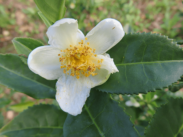 茶の木の花・ツバキやサザンカの仲間