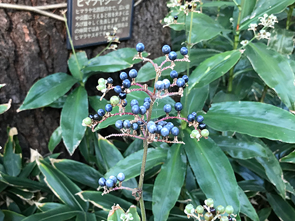 何やら不思議な植物が・・ボタニカルアートで描いたら面白そう