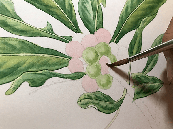 中心の実の部分を描いていく