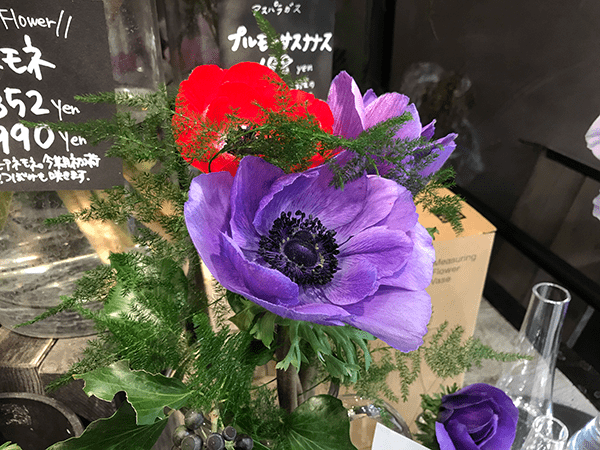 アネモネの花・お花はおおぶりだけど葉っぱが小さくて特徴的な見た目ですね